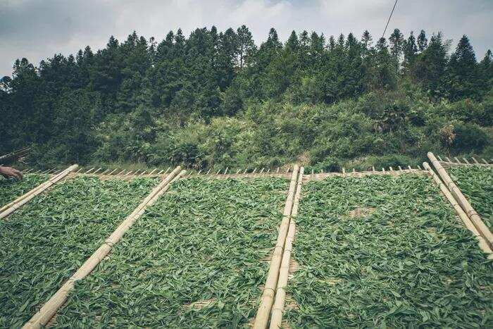 拼配白茶不是好白茶？那纯料白茶就一定好吗？