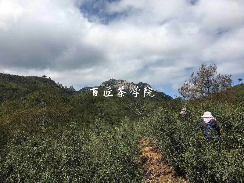 福鼎老茶人古法制茶的奥秘，80%藏在萎凋这一道工序中