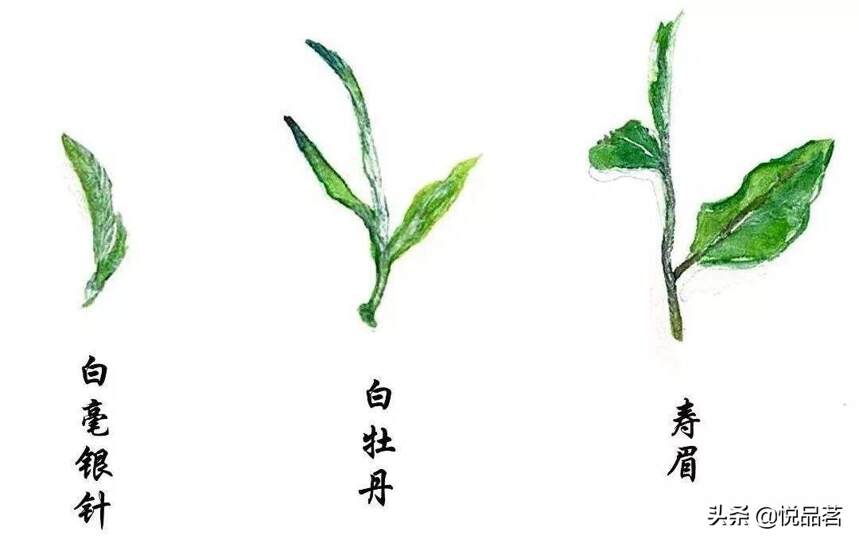 老白茶属于什么茶类？老白茶属于红茶还是绿茶？