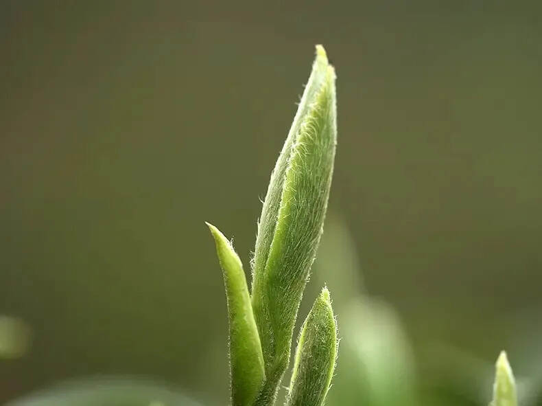 一问一答，白茶基础知识贴，介绍白毫银针