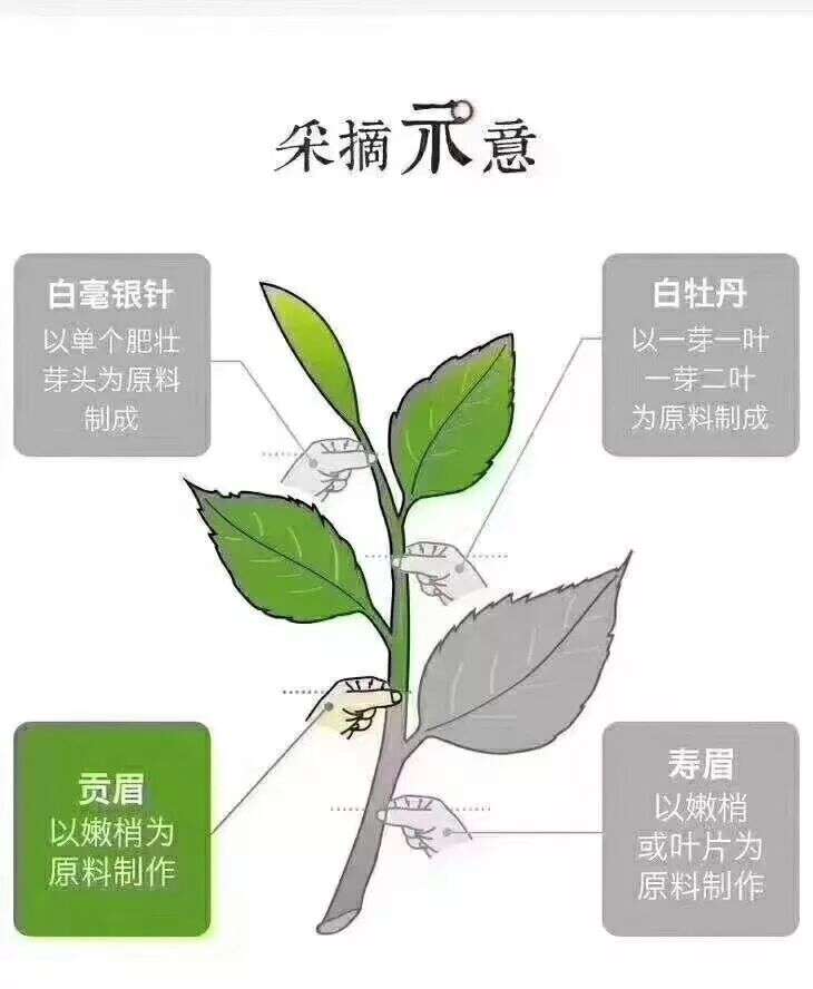 寿眉是什么茶？老白茶的茶梗有什么用？