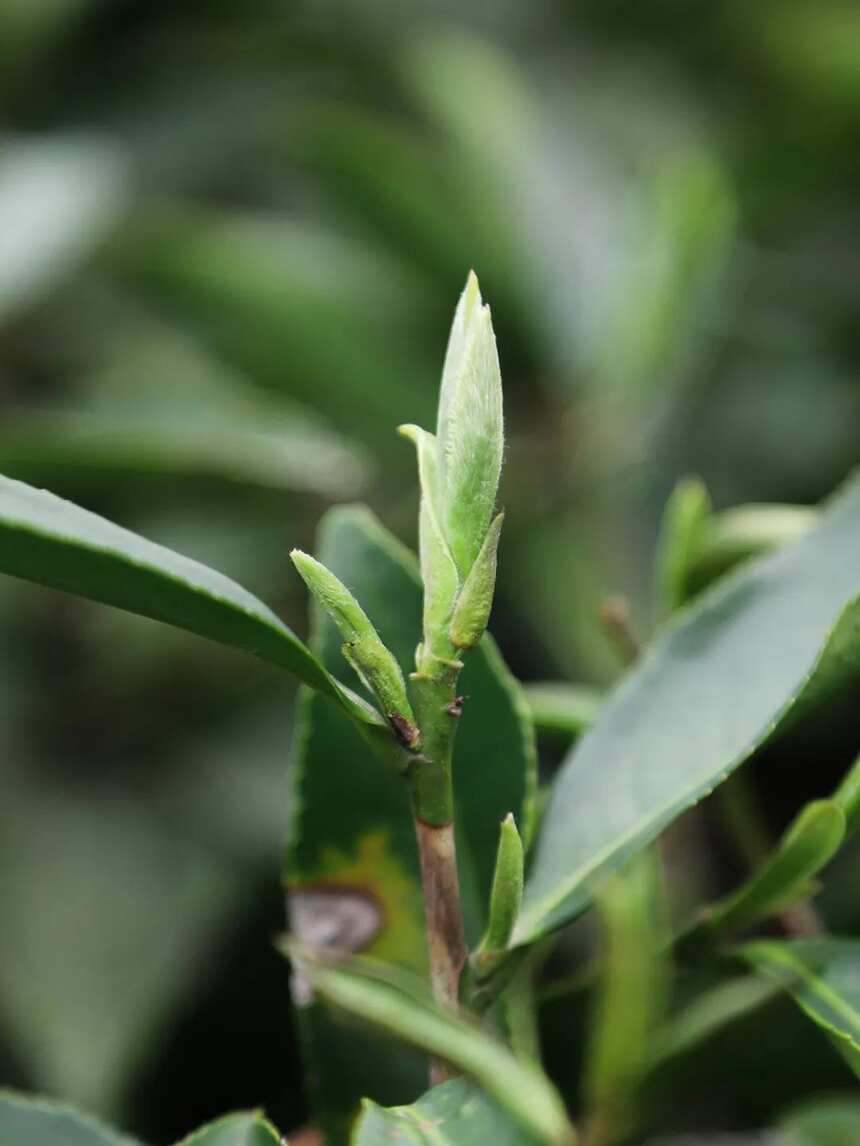 喝茶，是春天的正经事，在万物复苏的季节里，等一杯春白茶