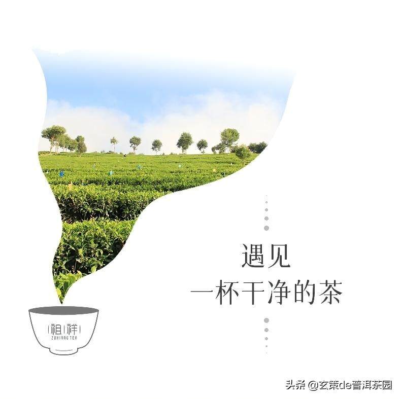 茶菁是什么？