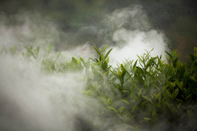 古树茶知识：古树茶的厚和大小