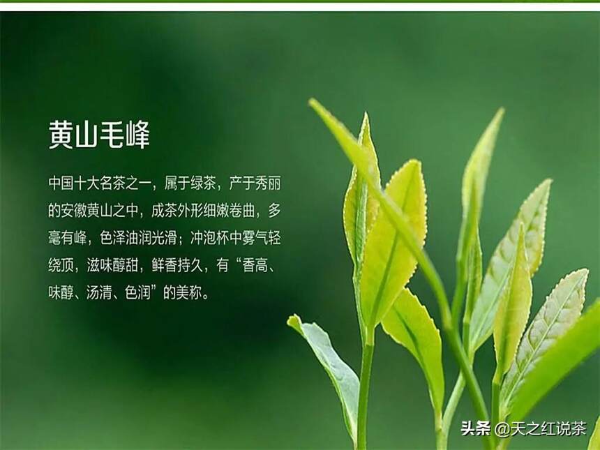 喝春茶，是对春天记忆的收藏