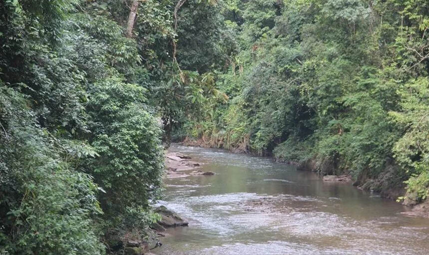 易武刮风寨介绍，刮风寨古树茶口感特点