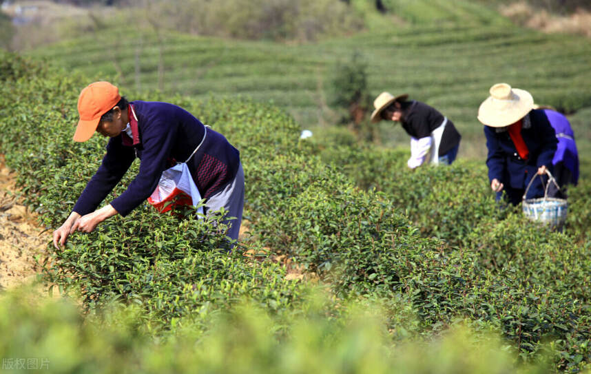 春天的茶，你喝对了吗？这几种茶更适合春季喝