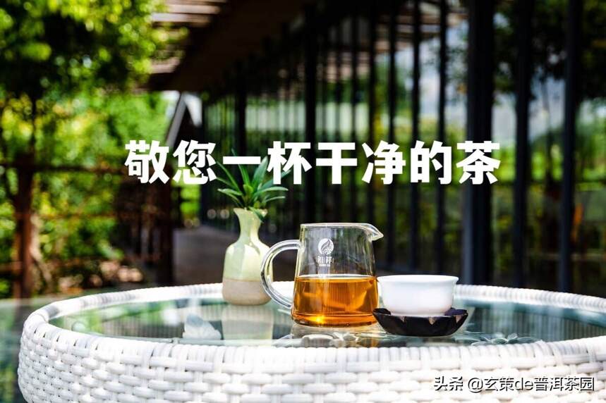 3.12植树节│初心种茶茶成林，造福子孙利千秋