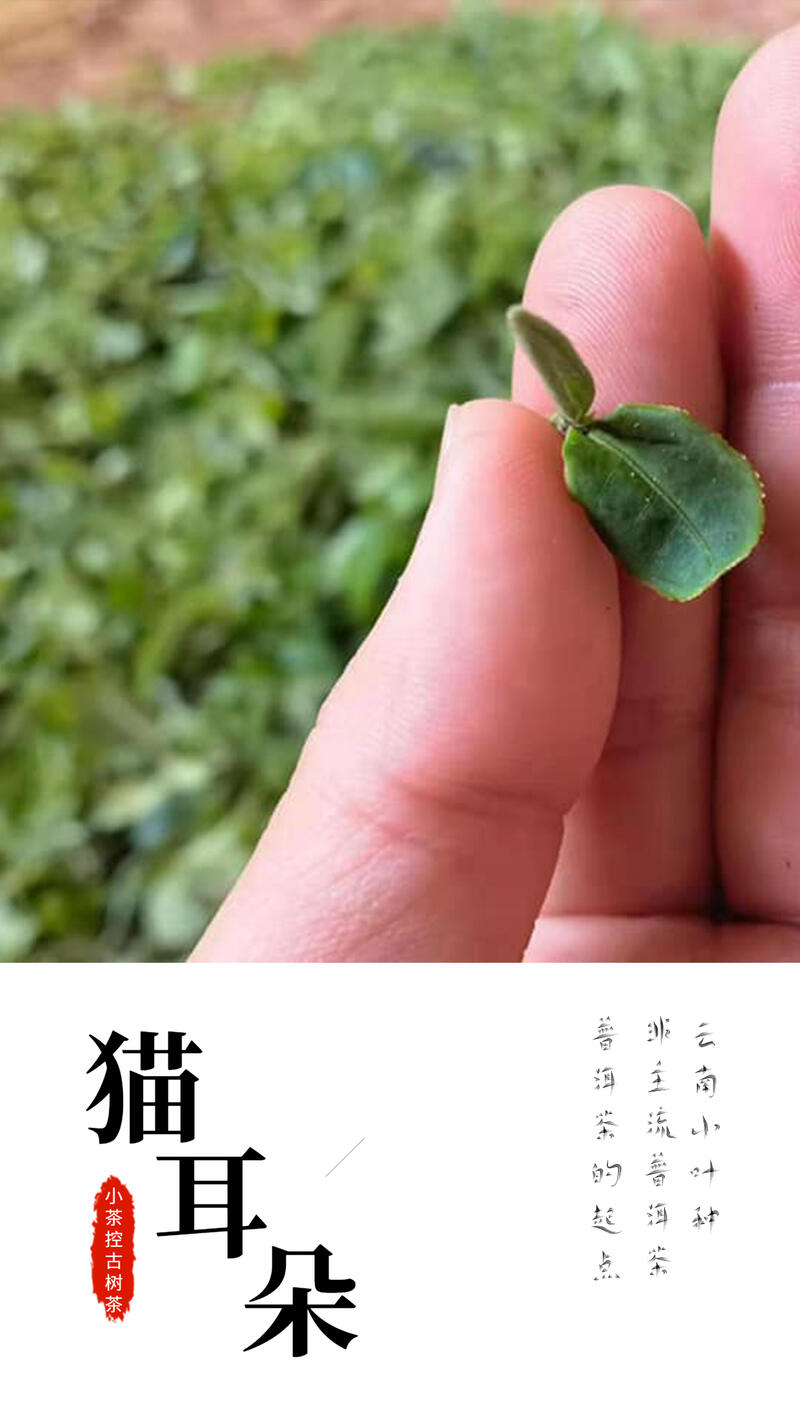 古树春茶才刚开始采摘之际 简单聊聊临沧茶.“茶之九难”和古茶树