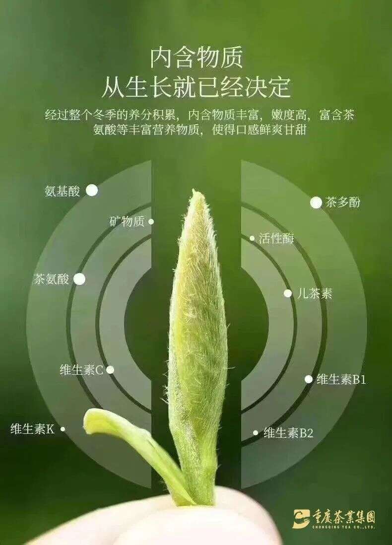 为什么好茶这么贵？1斤干茶需要50000嫩芽