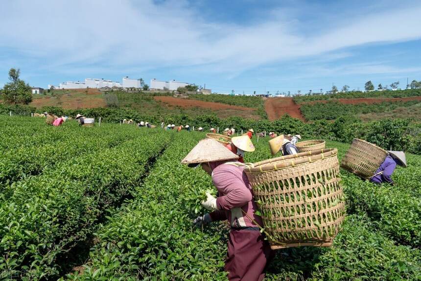 明前茶最好？大错特错，真正的好茶才上市