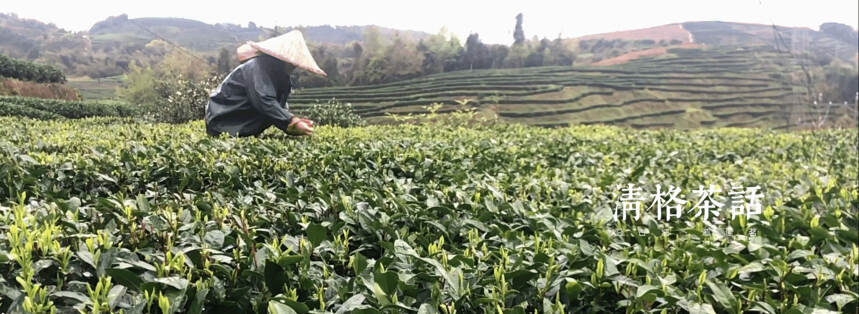 深度讲解丨影响一杯白茶品质的因素之——产地