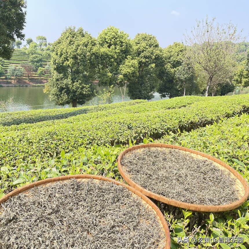 有机绿茶这样喝，更健康