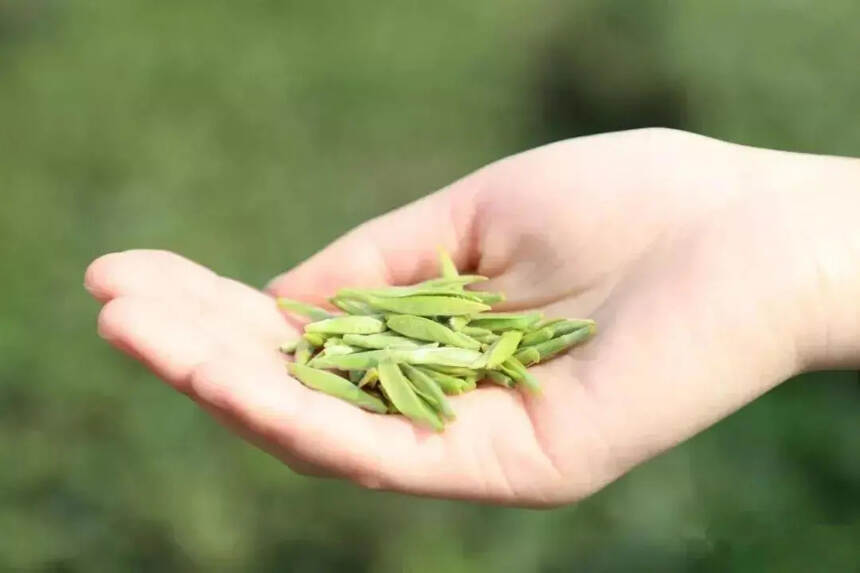 十问十答秒懂福鼎白茶，白茶新手建议收藏