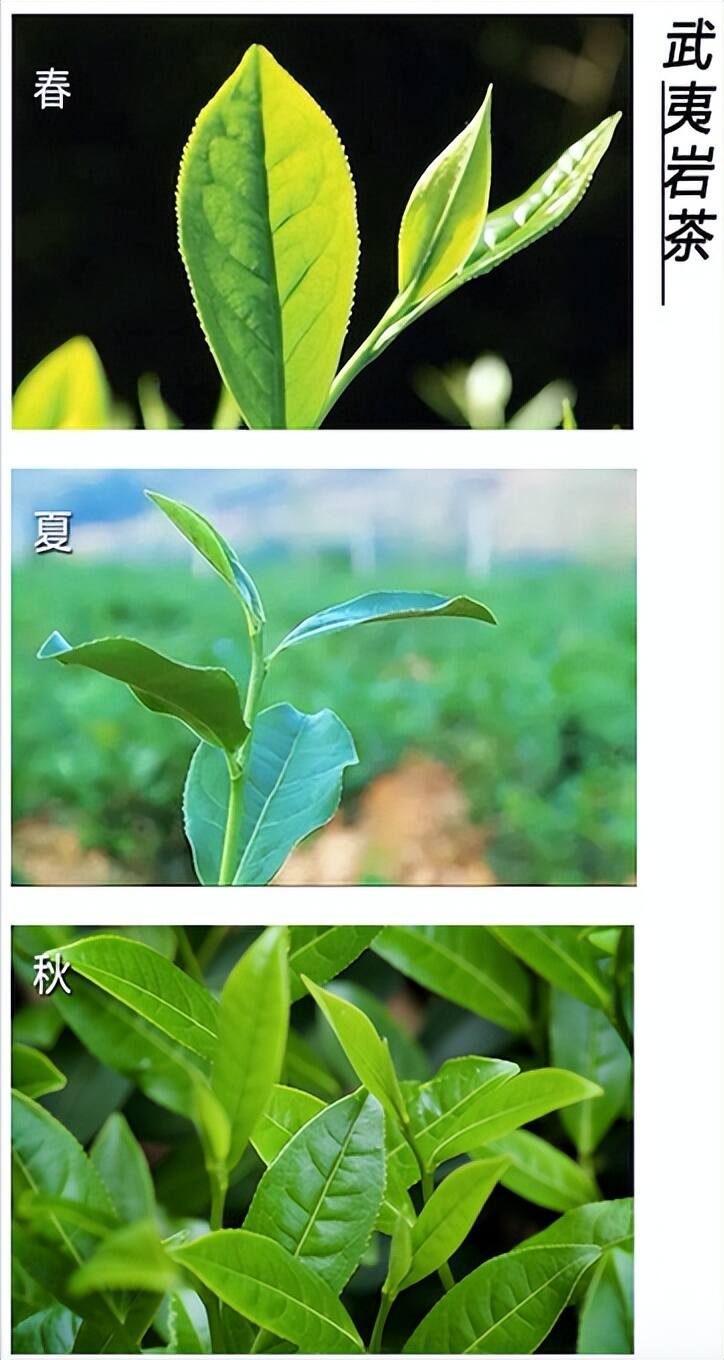 都说春茶好夏茶差，四季之茶到底有啥不同