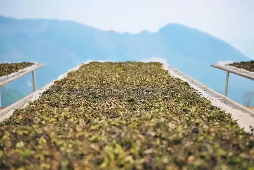 纯日晒白茶不靠谱？聊一聊关于日晒白茶的四个误区