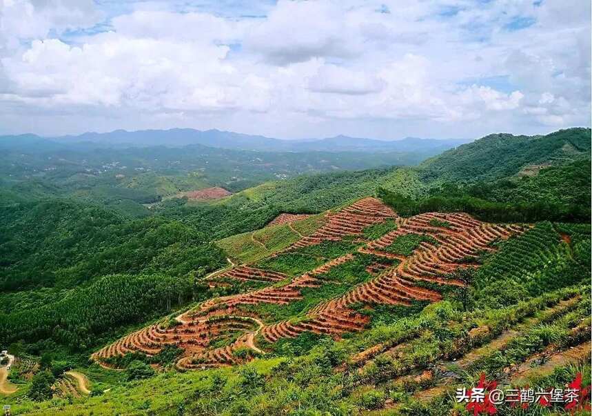 广西三鹤六堡茶在全国走红