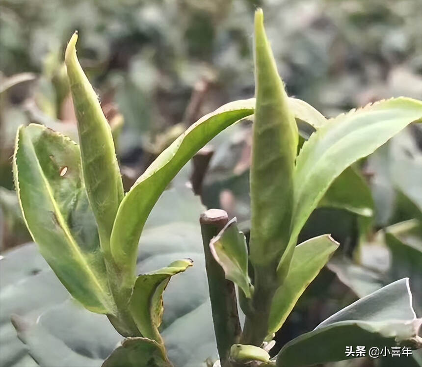 记住优质茶“五要素”，教你节日送茶不纠结