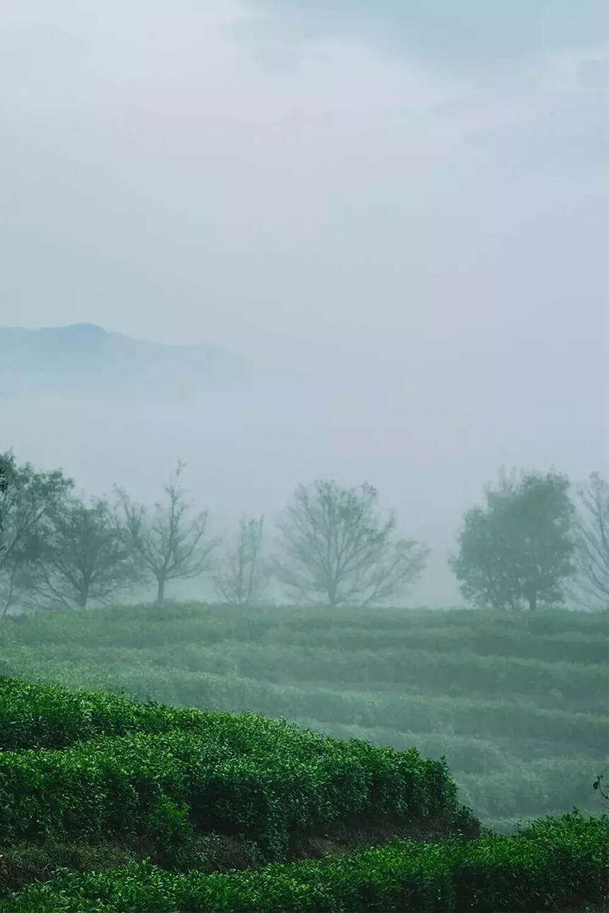 白茶饼受潮后，会有哪些端倪？