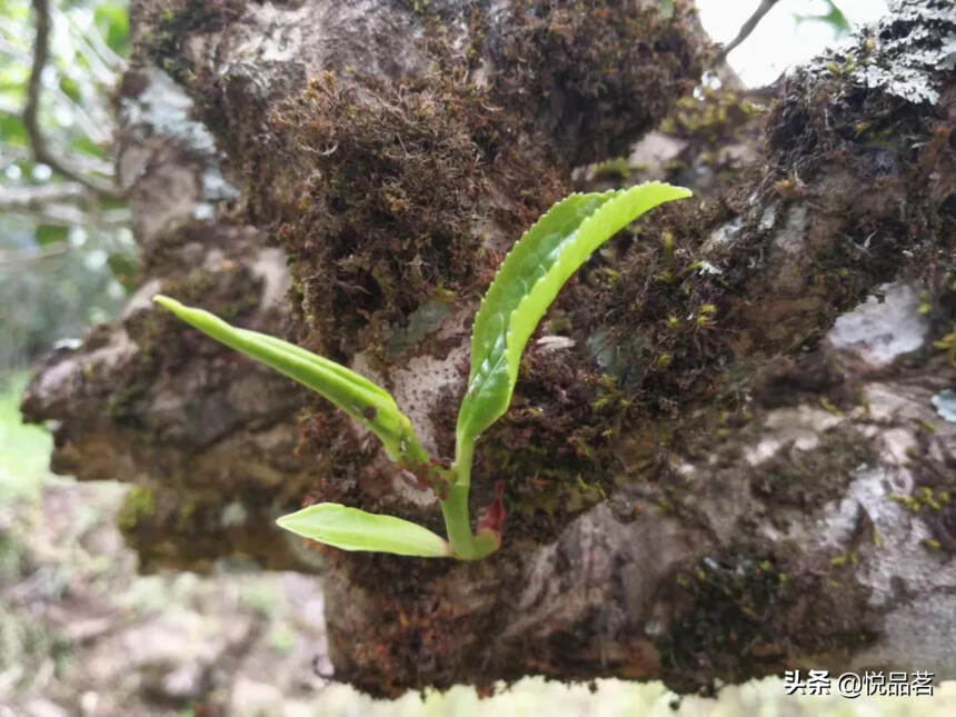 人生沉浮，如一盏茶水，懂茶之人，必懂人生