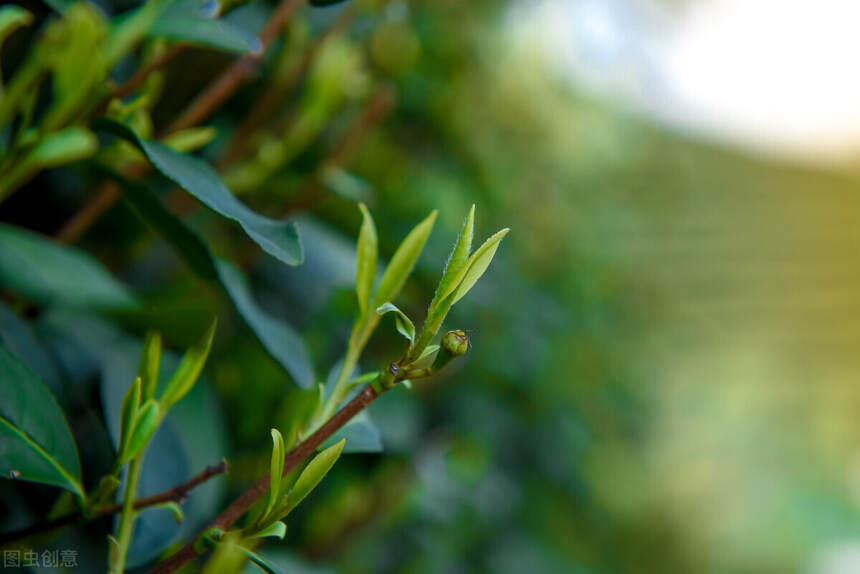 茶的这些“雷”你踩了吗？茶圈谣言速递，避雷大指南（一）