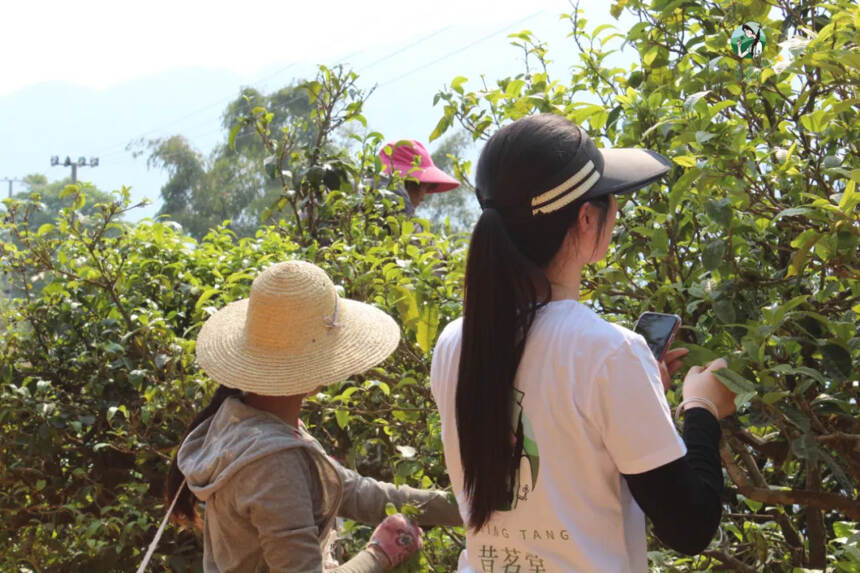 《三十而已》做茶做人，从来没有捷径可走，千锤百炼方显人生真味