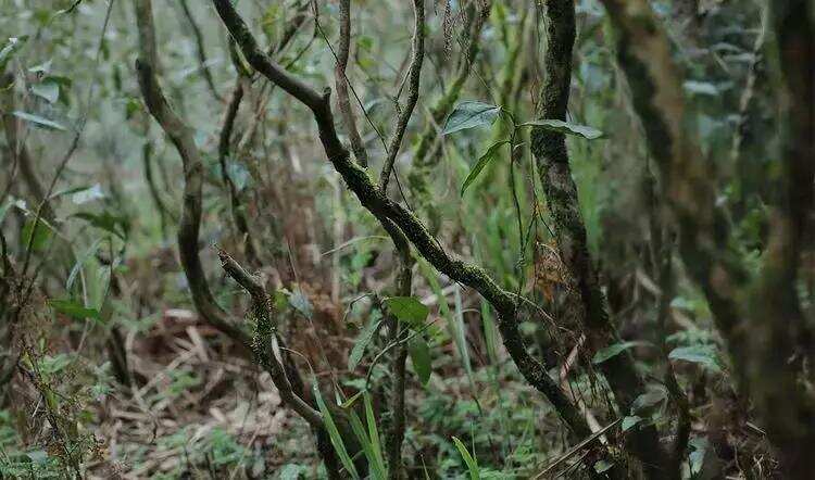 荒野白茶：量少价高风靡市场，它凭什么贵？又好在哪里？