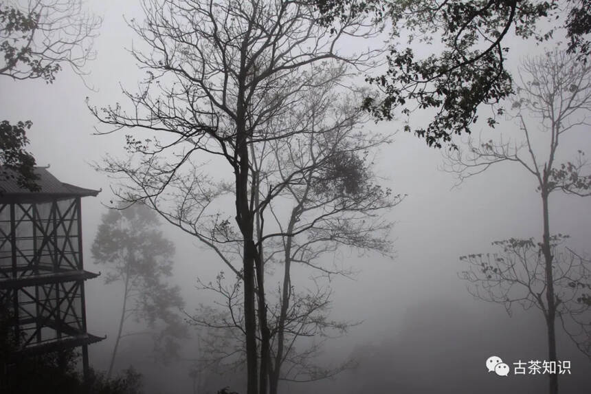 落水洞，生态古茶第一村