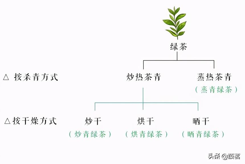 你们要的，绿茶分类基础知识普及，来了