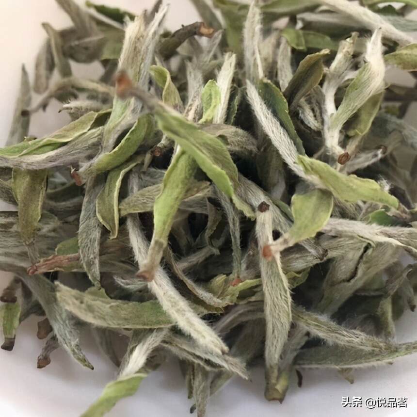 福鼎白牡丹有具体的保质期吗？白牡丹白茶放几年后好喝呢？