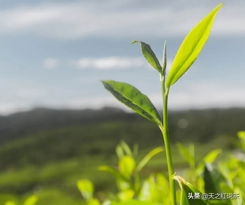 六安瓜片——绿茶中的特种兵