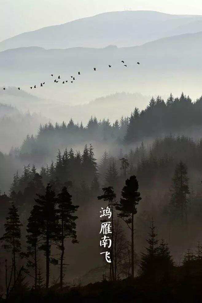 秋天应该喝什么茶？秋寿眉当道