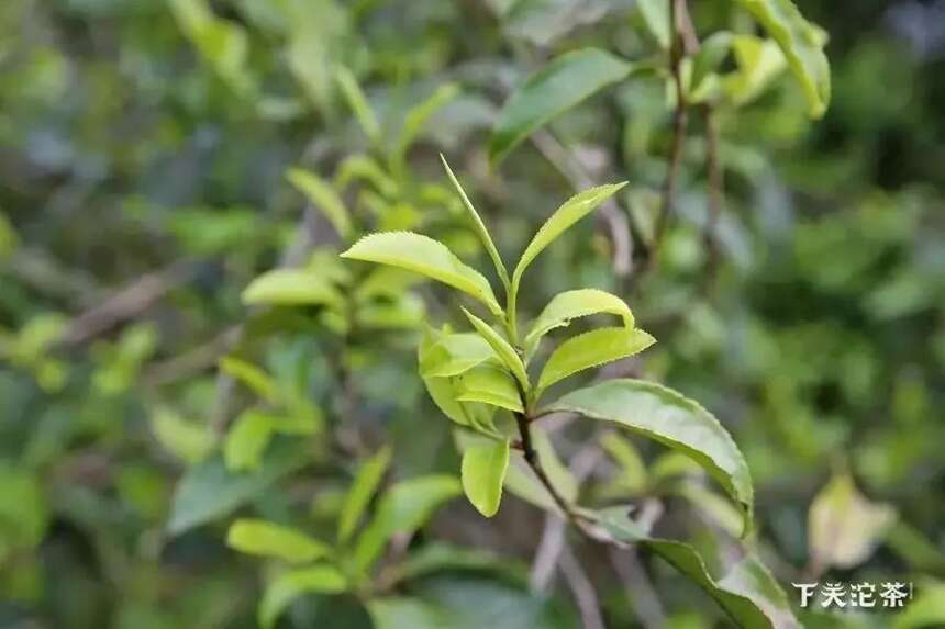 【漫话茶山】悠悠岁月，漫漫茶香——易武茶山（下）