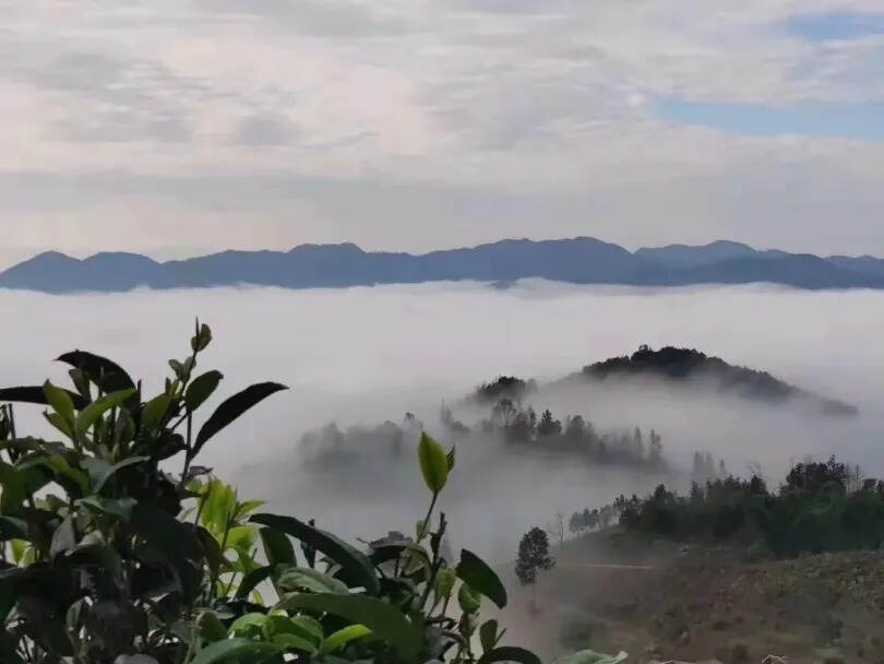 温度与湿度，谁才是影响高山白茶品质的最佳助力？