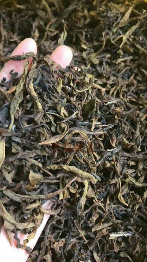 武夷岩茶四大名丛——白鸡冠