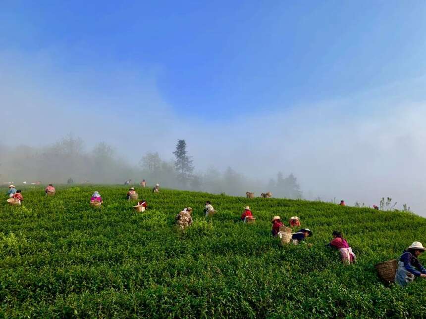 为什么好茶这么贵？1斤干茶需要50000嫩芽