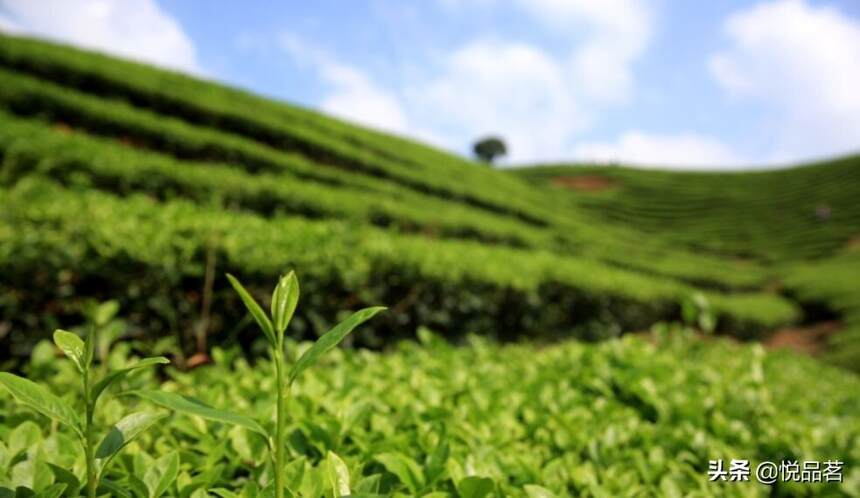 每年春暖花开时，一杯新茶，尽享春意！