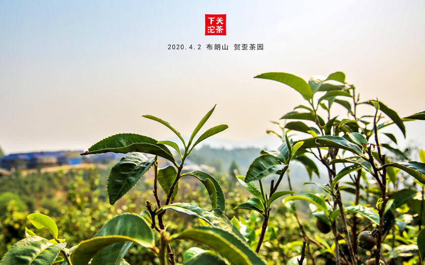 【茶山鉴茶】布朗山: 贺歪/新竜