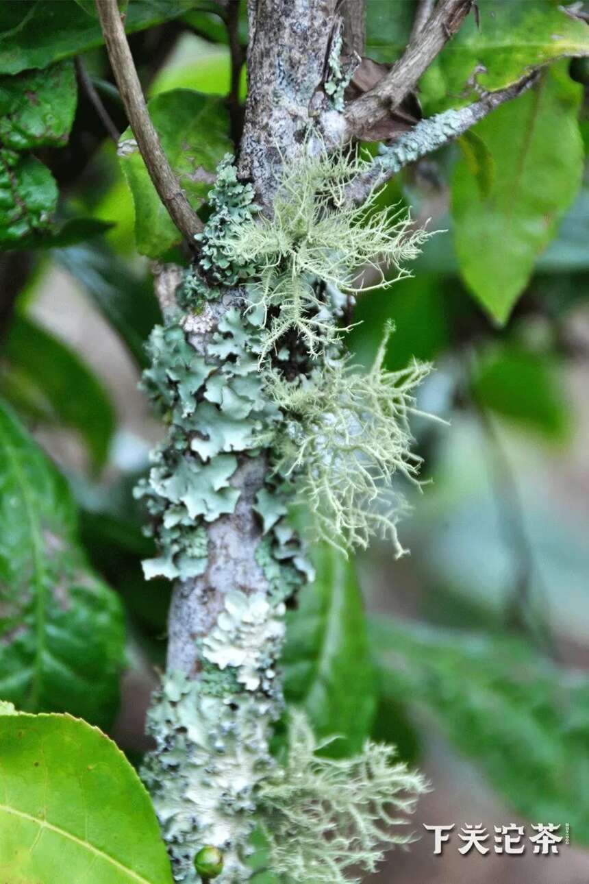 【漫话茶山】悠悠岁月，漫漫茶香——易武茶山（下）