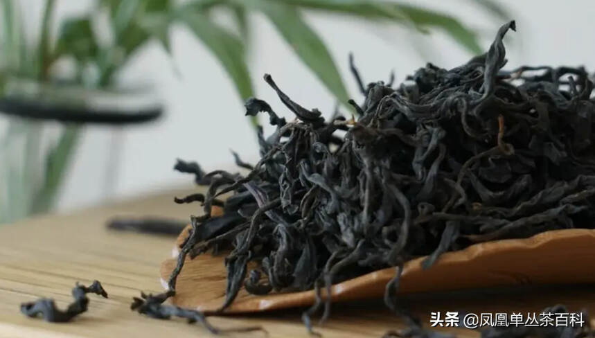 全面了解凤凰单丛茶，看这篇就够了