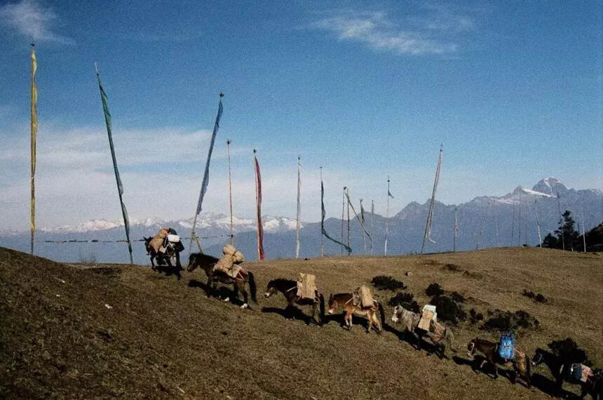 沱茶，记忆里的马帮