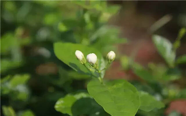 只闻花香不见花，这茉莉花茶怕是暗藏玄机？