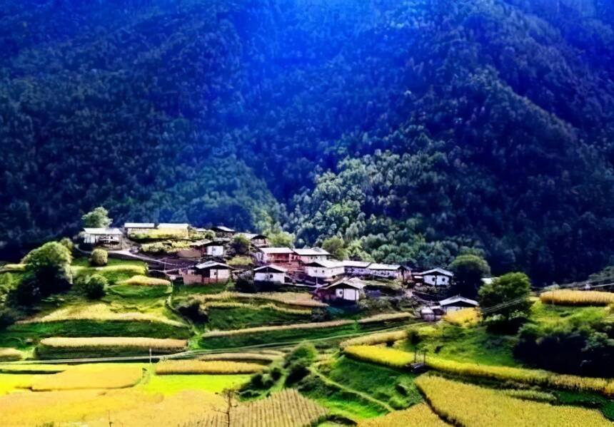 佛茶圣地白莺山，原生态的古树茶园