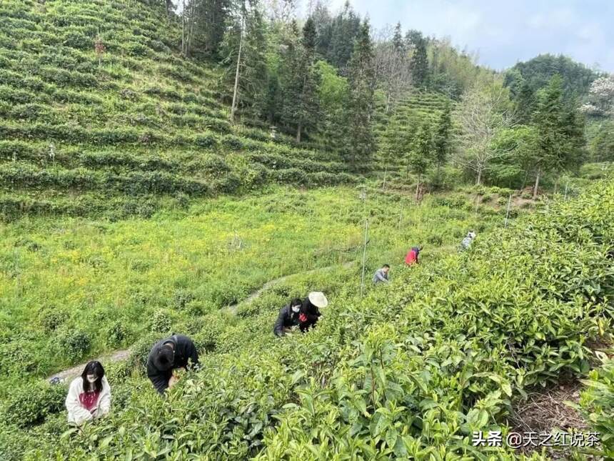 要想茶叶多又好，茶树修剪少不了