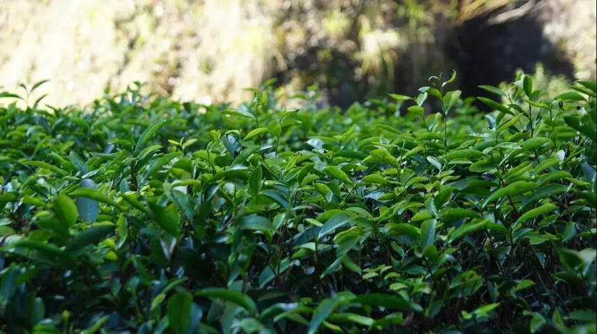 新手必备：关于岩茶的九问九答，带你轻松入门