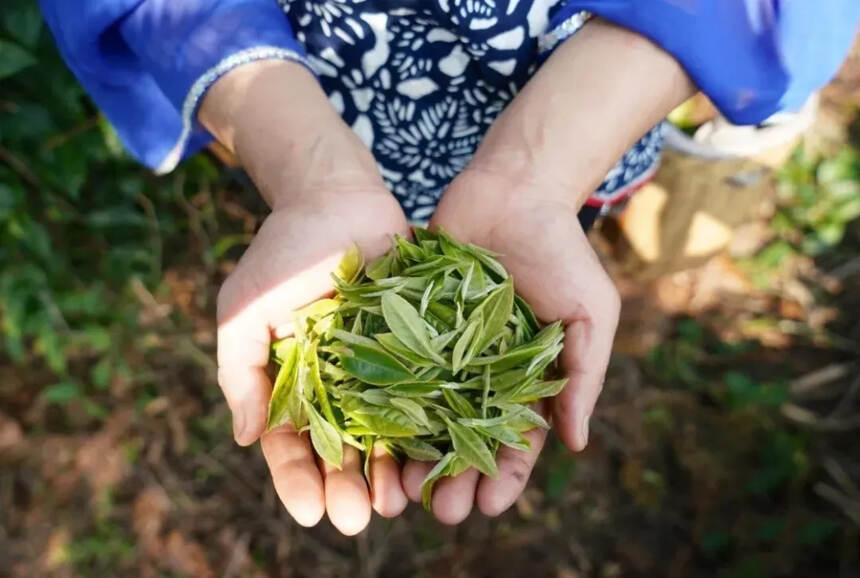 白茶有“青味”是正常的吗?看白茶、普洱茶、绿茶客分别怎么说！