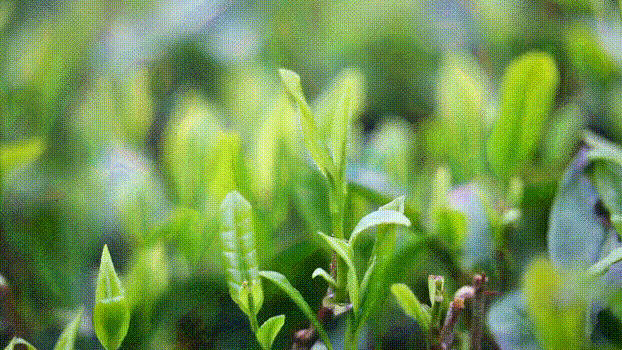 荒野冬片的价值在哪？福鼎白茶市场还有多少真正的荒野冬片？