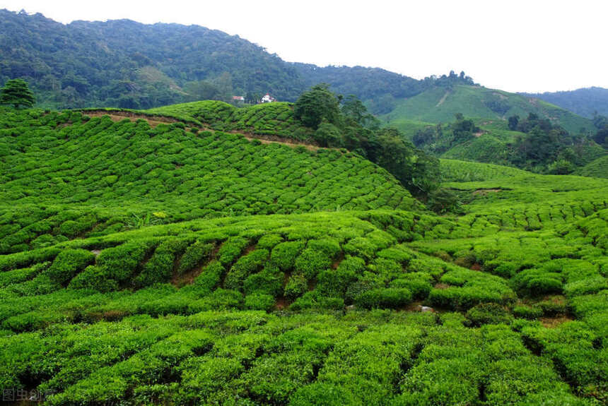 红茶争霸：阿萨姆红茶、锡兰红茶、祁红、滇红等，谁才是盟主？