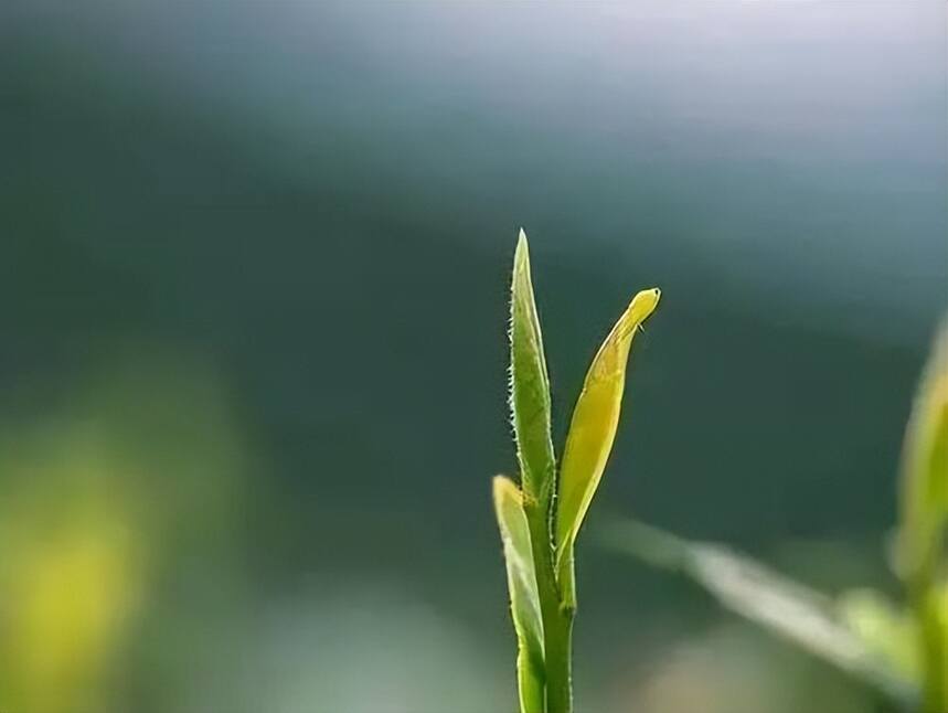 六点有关白茶的实用冷知识，看完又涨见识了