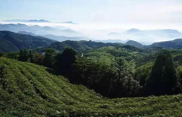 春茶季，新手入门要怎么挑选心仪的春白茶？牢记三大准则